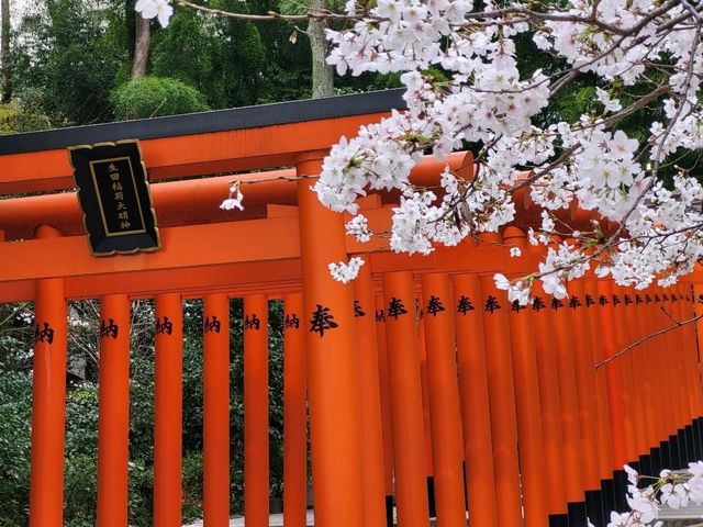 神戶鬧區內的櫻花秘境/生田神社
