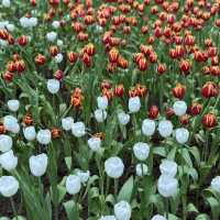 🌷✨ Miracle of Natural Rayong ✨🌷
