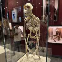 The Shanghai Natural History Museum