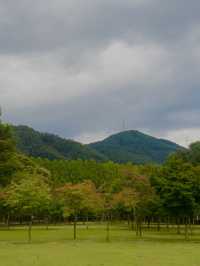 Early autumn on Nami Island