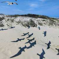 Padre Island National Seashore