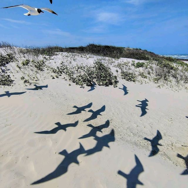 Padre Island National Seashore