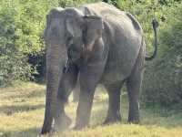 Habarana Elephant Safari