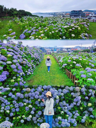 제주 성산일출봉 수국 만개