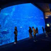 Ocean Park HongKong 🦭