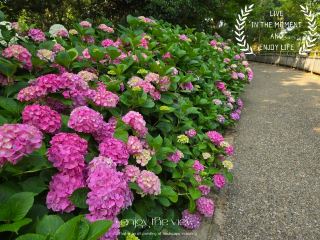 Enjoy the beautiful hydrangeas of Kariya City.