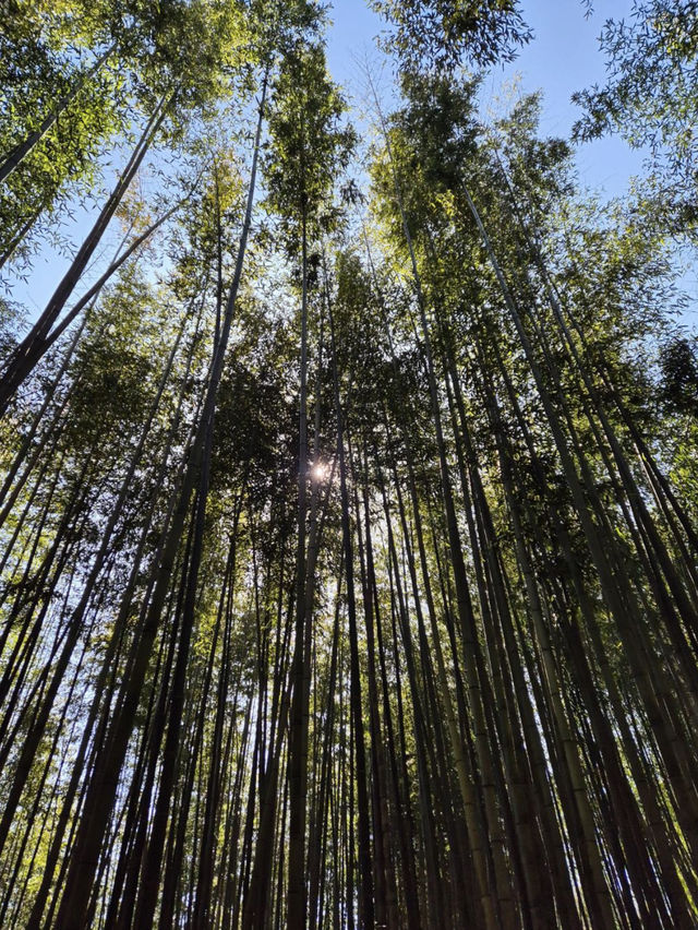 🏞️ 담양 여행 추천 코스