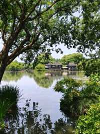 Where Koi Paint the Water – West Lake’s Living Silkscape