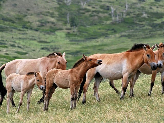🇲🇳 7-Day Ultimate Active Mongolia: A Journey Through Culture, Nature and Adventure 🇲🇳 7-Day Ultimate Active Mongolia: A Journey Through Culture, Nature and Adventure