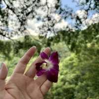 The Giant Chiangmai Thailand – ร้านกาแฟบนต้นไม้ใหญ่
