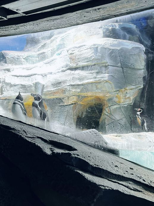 小梅沙海洋世界遊覽體驗：交通不便、設施不足，性價比偏低 