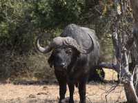 🐘 짐바브웨 여행 – 사파리와 모험