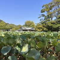 The Setting: Genpei Pond (源平池 - Genpei Ike)