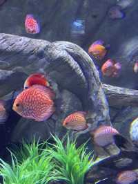 🌊✨ VinWonders Phu Quoc – โซน Aquarium