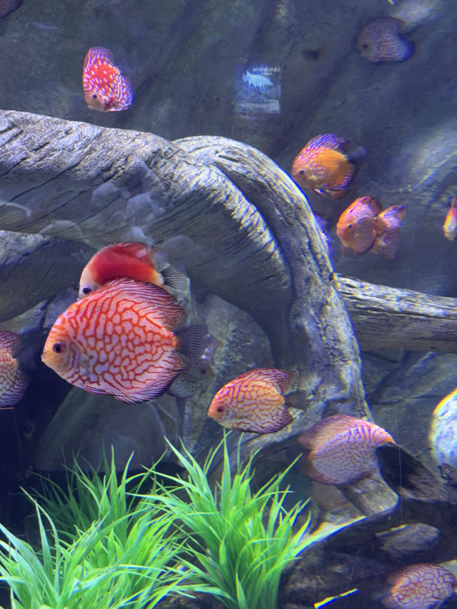 🌊✨ VinWonders Phu Quoc – โซน Aquarium