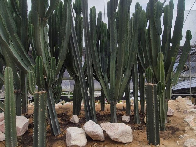 金马仑 Agro Market