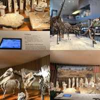 เยี่ยมชม Shanghai Natural History Museum 🦋