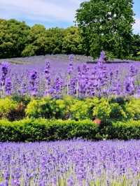 上海薰衣草公園