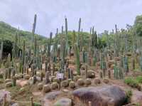 深圳仙湖植物園🌵多肉控必朝聖!沙漠奇境打卡超治癒