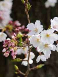  Mesmerized by the Blooming Cherry Blossoms in Kanra Town, Gunma 😍