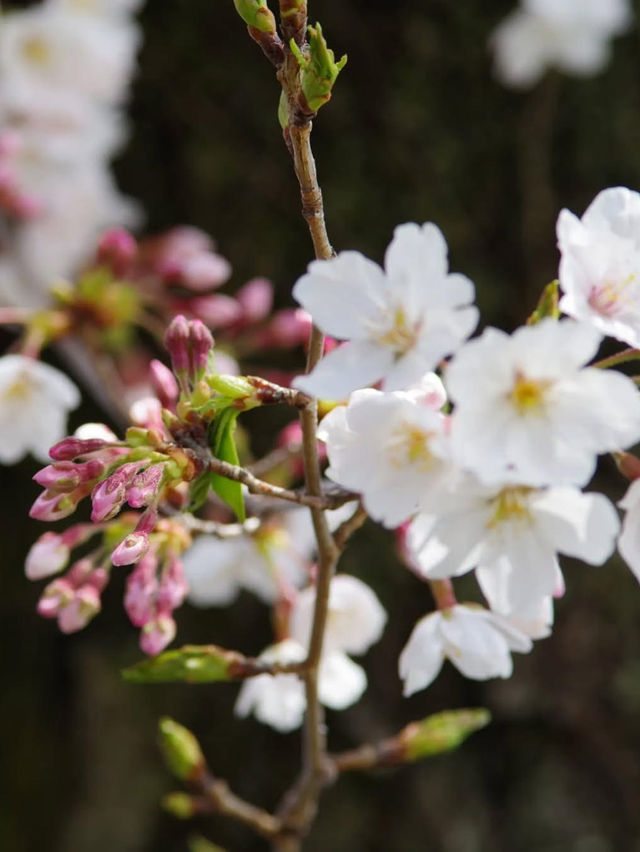  Mesmerized by the Blooming Cherry Blossoms in Kanra Town, Gunma 😍