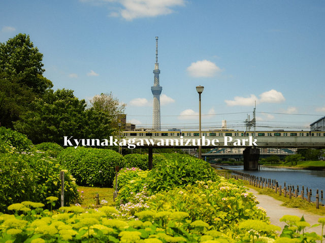 สวนสาธารณะวิวโตเกียวสกายทรี 🌳🇯🇵