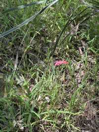 🌳 探訪「總理森林步道Prime Ministers’ Walk」：城市中的森林漫遊