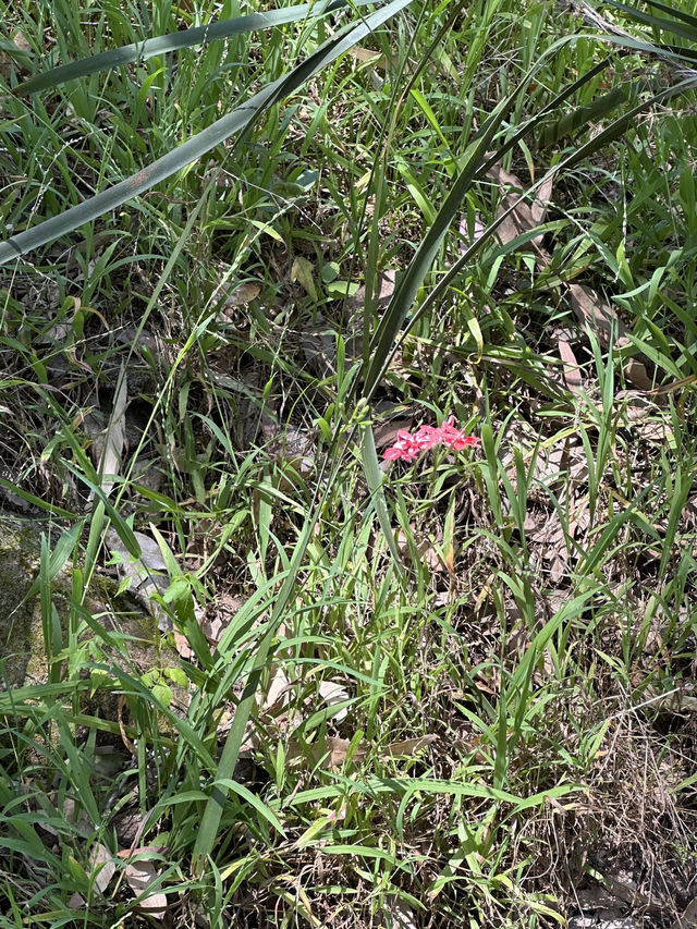 🌳 探訪「總理森林步道Prime Ministers’ Walk」：城市中的森林漫遊