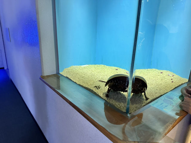 【島根県】バブルリングシロイルカのショーで感動！