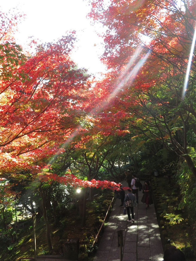 🍁✨ รีวิว: ชมฤดูใบไม้เปลี่ยนสีในคามากุระ (Kamakura 🍁✨ รีวิว: ชมฤดูใบไม้เปลี่ยนสีในคามากุระ (Kamakura