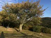 Golden Hills Nara🌅