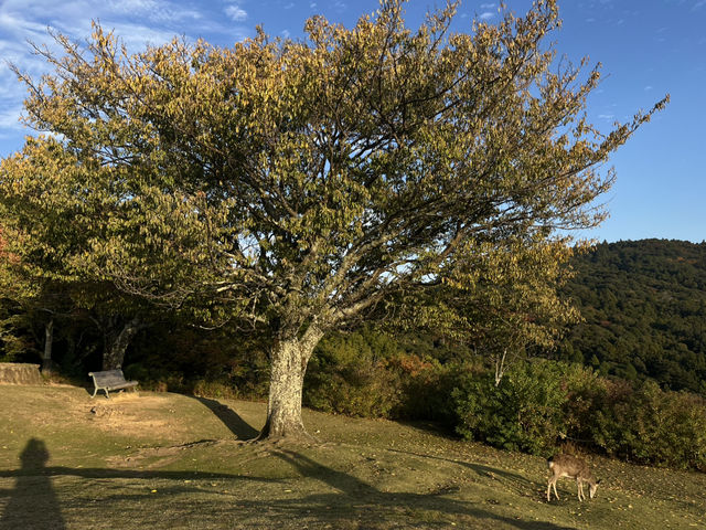 Golden Hills Nara🌅