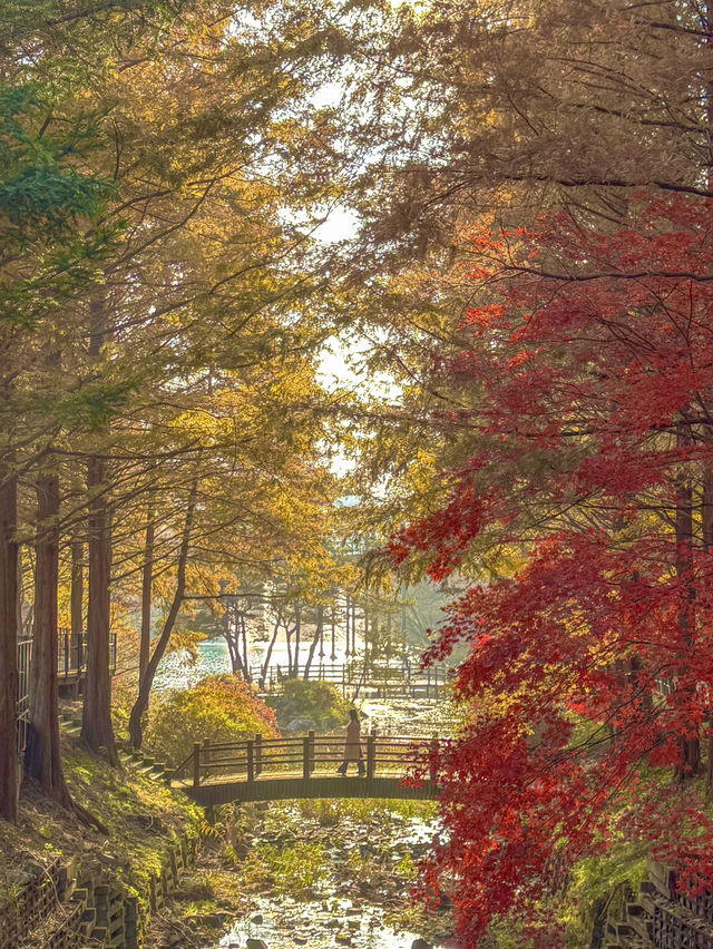 충청도 가을여행지 청주 미동산수목원 실시간✨ 충청도 가을여행지 청주 미동산수목원 실시간✨
