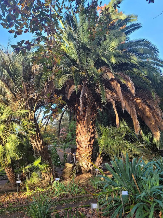 🌳 Public Garden – Jardin Public 🌳 Public Garden – Jardin Public