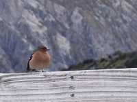夕陽に照らされるマウントクック