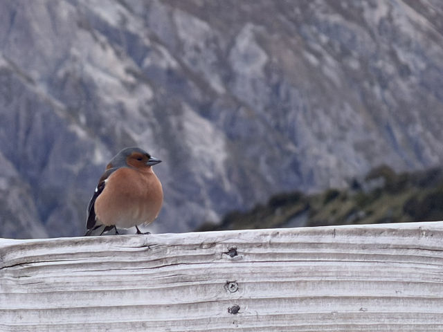 夕陽に照らされるマウントクック