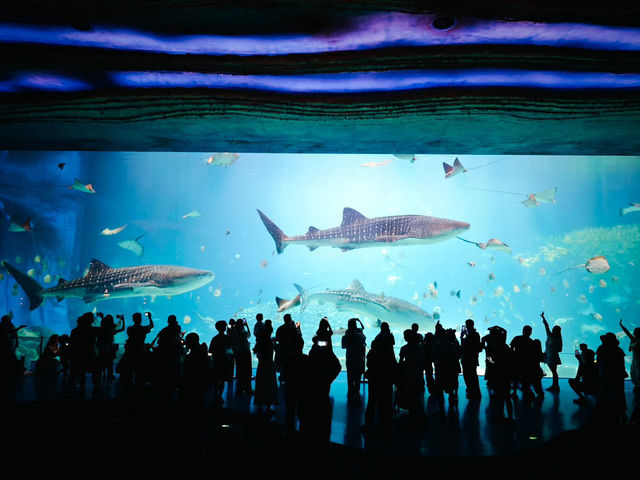 長隆海洋王國 長隆海洋王國