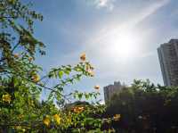 An Oasis of Autumn in an Urban Skyline