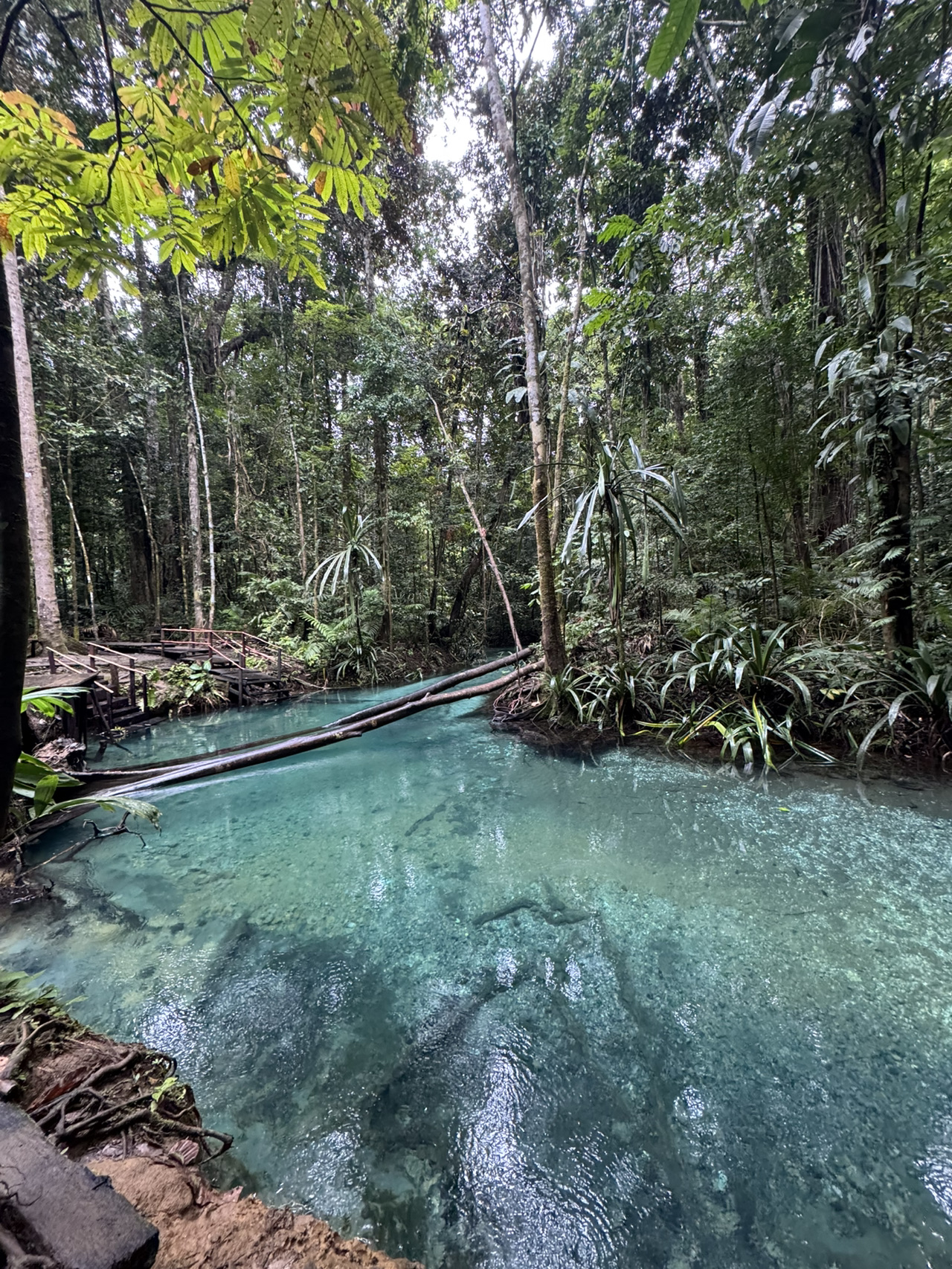 Dreaming of that Insta-perfect escape? ✈️ Raja Ampat in West Papua, Indonesia is the bucket-list spot that actually looks better IRL. Raja Ampat, Warsamdim, Saukabu, Sawinggrai, Waisai—all absolutely wow, with epic turquoise waters and lush jungle vibes 😍. If you want to see three classic wooden bungalows floating above the sea and surrounded by wild forest, this place is it.

Top Spots to Visit:
· Piaynemo Raja Ampat (C7PC+888, Saukabu) – Year-round, 10:00–17:00 M-F. Climb the iconic stairs and get killer panoramic views. Take loads of pics!
· Kali Biru (Blue River), Warsamdim (MWXM+6MW) – This surreal blue stream is prime for quick dips and riverside selfies.
· Star Lagoon (C7MC+3C8, Pulau Penemu) – Open all day, the water is so clear it feels like snorkeling in a saltwater aquarium.
· Geosite PIAYNEMO (C7JC+CCC, Saukabu) – Geology nerds and explorers, don’t skip this wild karst landscape.
· Pulau Penem – Chill on the crystal beaches, spot rare birds, and just let time slow down.

Pro Travel Tips:
Getting there: Use trip.com to book flights to Sorong and speedboat transfers to Waisai. Boat hopping is your main mode—bring cash for local boats.
Food: Try locally caught grilled fish at harbor warungs, and grab coconuts from village shops for pure tropical energy.
Stay: Book water bungalows in Sawinggrai (Gam Bay Bungalow’s is excellent for both views and authentic vibes).
Practical must-knows: All spots are best visited with plenty of sunblock and protective gear (the sun is fierce). ATMs can be rare, so load up on Indonesian rupiah in Sorong before heading out. No visa required for most short stays, but always double-check before you fly.

#RajaAmpat #IndonesiaParadise #EpicViews #SeaAdventure #TripDotCom