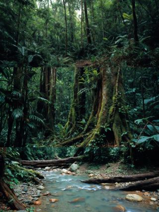Daintree Rainforest