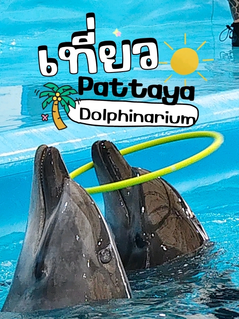 ดูโชว์แมวน้ำและโลมา@Pattaya Dolphinarium