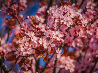 [Malmö, Sweden] A Chance Encounter with Nordic Spring Romance! Discovering a Hidden Cherry Blossom Spot Near Hyllie Station.