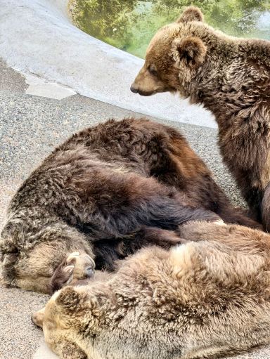 Exploring the Showa Shinzan Bear Ranch in Hokkaido. | Trip.com Sobetsu