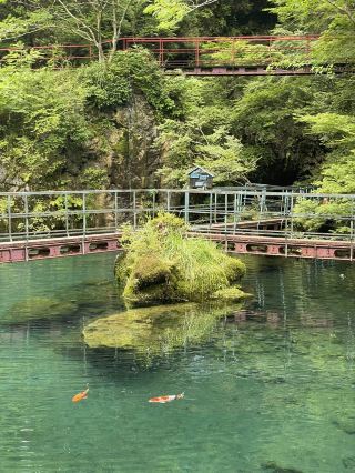 [Kochi] Found it here! Monet's Pond.