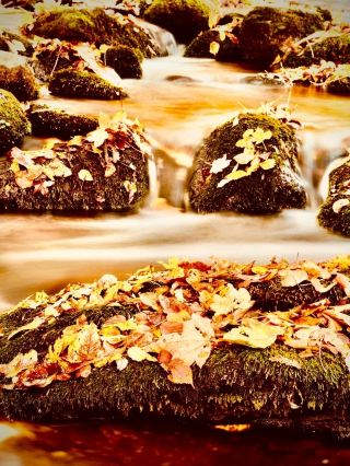 Armenia Dilijan National Park Parz Lake Mossy Forest Driveeasytravelpost #DilijanNP #ParzLake #Moss