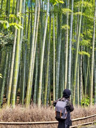Kamakura's bamboo forest 