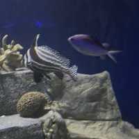 The best Audubon Aquarium in America 