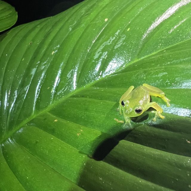 カエル天国🐸サラピキ