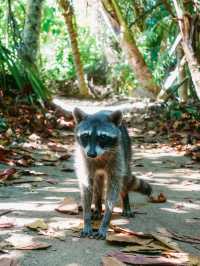 まるで動物園！野生のナマケモノにも会えるカウイタ🇨🇷