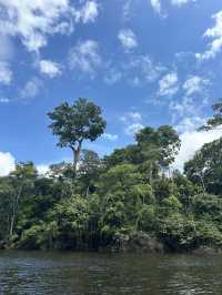 🇵🇪アマゾン川の大自然を体感🦥🦜🐒イキトス発アマゾンツアー
